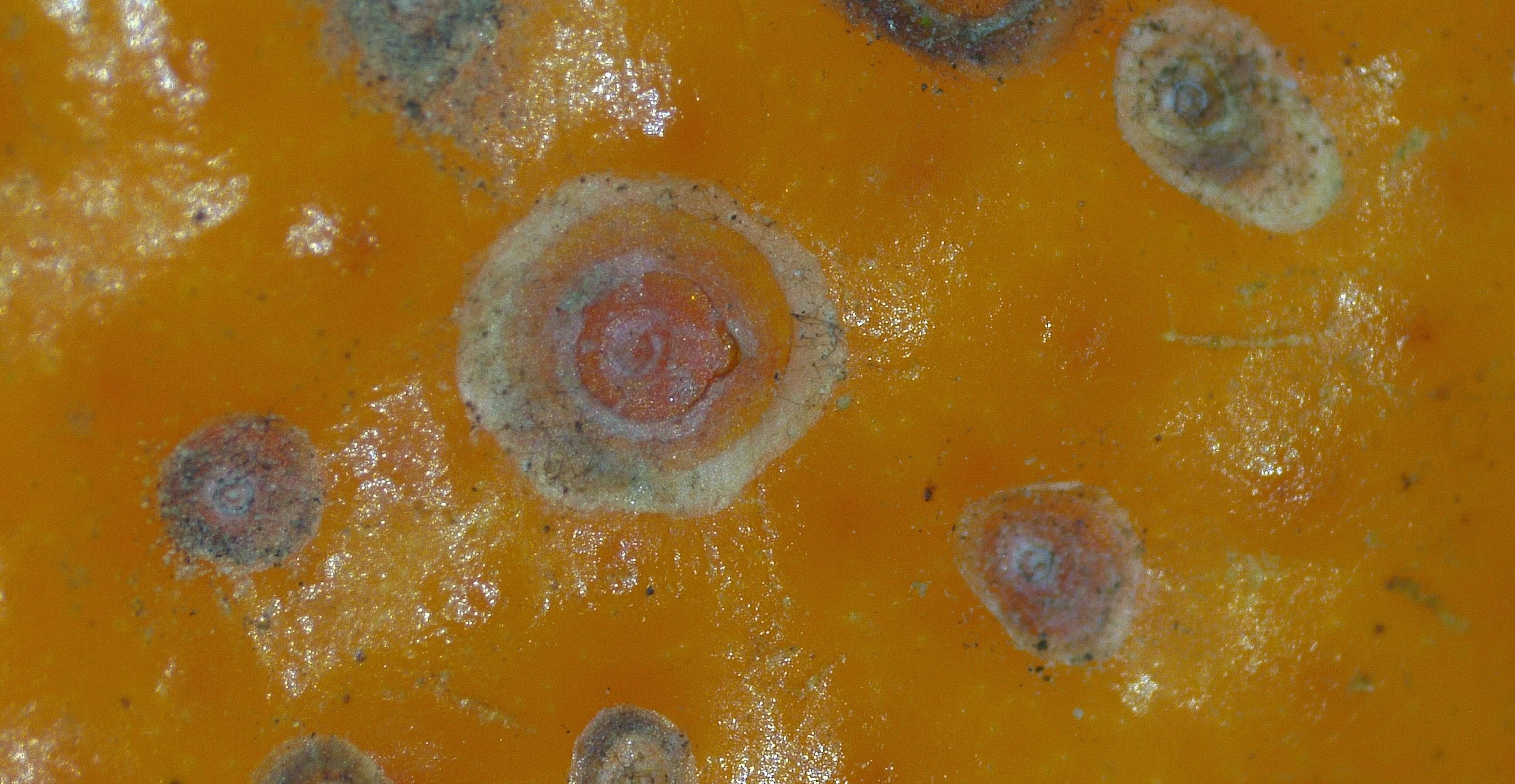 Escama roja de California